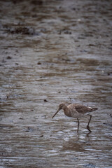 bar tailed godwit on the mud flats in the estuary cornwall uk 