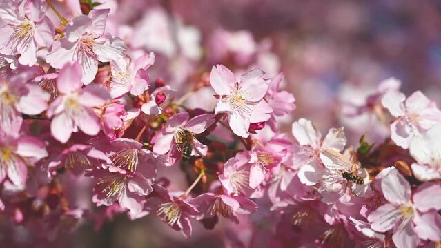 Honey Bee collecting pollen from pink flowers in orchard. Flowering Japanese cherry tree in spring. Branch with blossoms in sunlight. Blooming tree in garden.