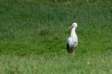 Obraz na płótnie Canvas Stork in a field in Luxembourg