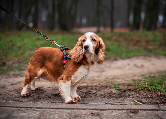 A cocker spaniel dog stands sideways and looks away. A beautiful dog has a WAUDOG harness. She is on the background of blurred trees. The photo was taken in Lviv on January 12, 2023