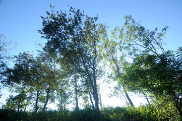 A beautiful tree against evening blue sky with clouds.
