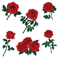 Set Red Rose sketch isolated on white background. Vector illustration. - 573894510