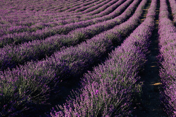 lavender field purple flowers in nature park