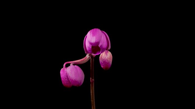 Orchid Blossoms. Blooming Purple Orchid Phalaenopsis Flower on Black Background. Orchid Withering Duds. Time Lapse. 4K.