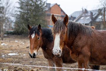 caballo yegua