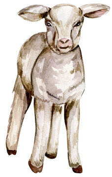 Watercolor hand drawn goatling . Watercolor illustration of farm animal. Hand drawn with watercolour on a white background. Perfect for wedding invitation, greetings card, posters.