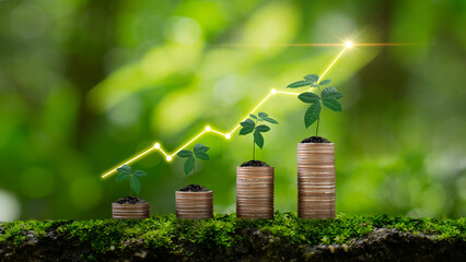 Seedling are growing on coins are stacked and the seedlings in Concept of finance and Investment of...