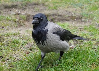 crow on the grass