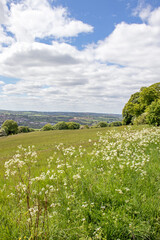 Summertime landscape in the English countryside.