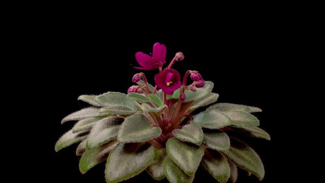 Saintpaulia Blossoms. Beautiful Time Lapse of Growing and Opening Red Saintpaulia African Violet on Black Background. 4K.