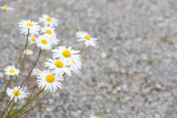 Summer flowers, Oxeye daisies (Leucanthemum vulgare). Selective focus and shallow depth of field.