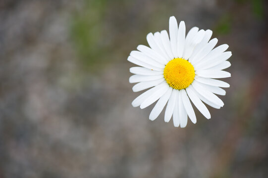 Close-up of Oxeye daisy (Leucanthemum vulgare). Selective focus and shallow depth of field.