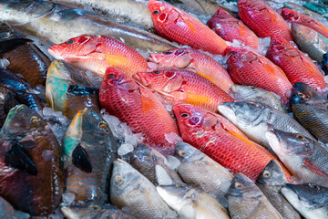 Fresh seafood and fishes at the fish market in Hurghada, Egypt