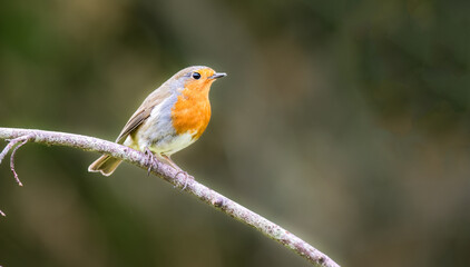 Fototapeta premium A single Robin sat on a branch