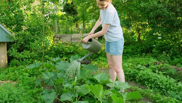 Gardening agriculture concept. Woman gardener farm worker holding watering can and watering irrigating plant. Girl gardening in garden. Home grown organic food. Local garden produce clean vegetables