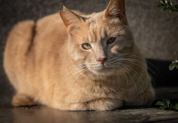 茶トラの日向ぼっこ