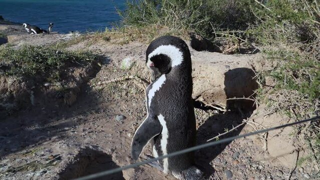 Magellanic penguin on the peninsula Valdes