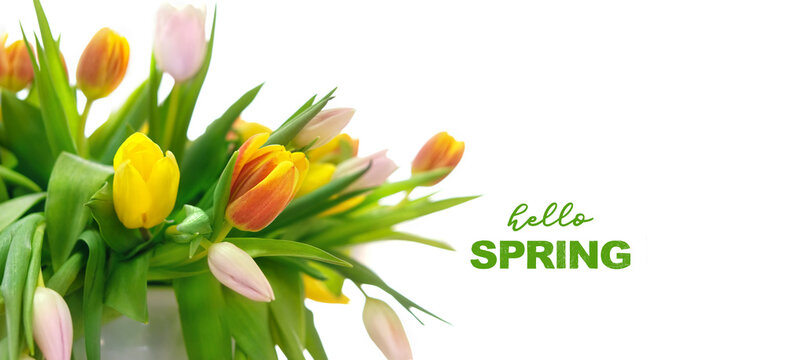 Hello Spring greeting card. Colorful tulip flowers close up on abstract blurred white background. spring season concept. banner. template for design