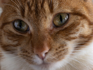 a close up shot of very relaxed green cat eyes looking directly into the camera