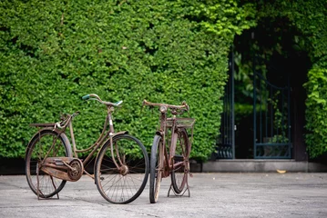 Foto op Aluminium Old decay bicycle on green vine climbing garden wall outdoor. Rust Classic bike old bicycle on green garden wall retro style. Vine plant green leaves partition background. © BESTIMAGE