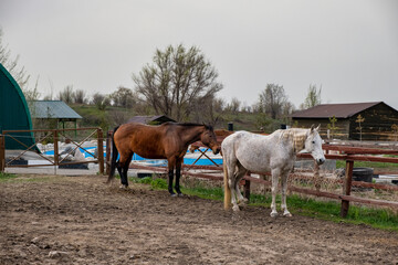 Obraz premium horses in a farm