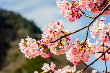 Obraz premium Cherry blossoms