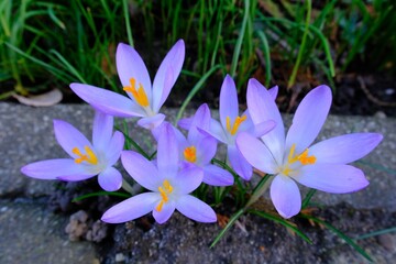 Krokus Blume in Lila im Frühling