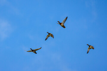 wild ducks in flight on the background of the blue sky