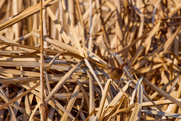 (Troglodytes troglodytes) in reeds, is one of the smallest birds in Eurasia