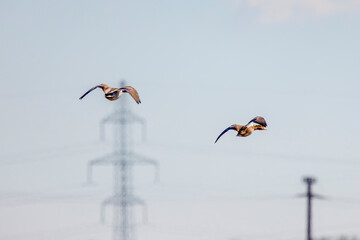 wild ducks in flight on the background of the blue sky