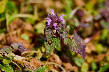 wild flower in a field on a sunny spring day
