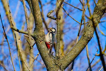 Great woodpecker (Dendrocopos major), male of this great bird sitting on branch, red feathers on the rear side of body, blue sky background