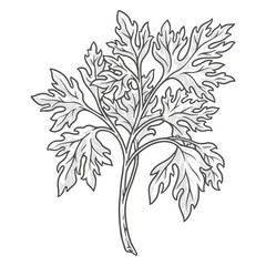 Fresh parsley monochrome vintage label
