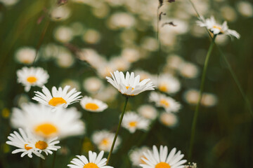 Daisies, Bellis perennis, in a close-up