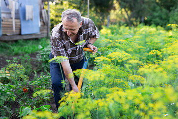 man farmer digging in his estate garden