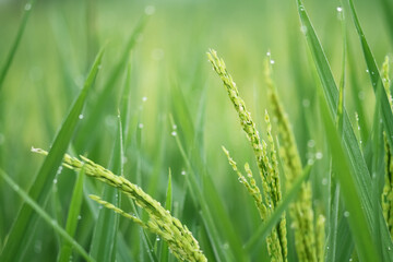 Photo of rice plants that have grown rice but are still young.