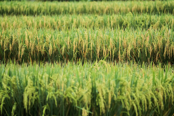 Photo of rice trees on terraced land.