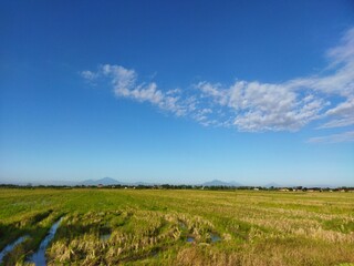 Obraz premium a line in a rice field leads to a mountain with a clear blue sky