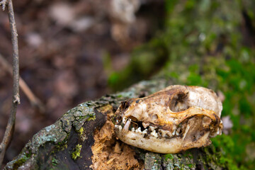 Animal bones, skull on the ground. Skull of a wolf or dog. Death of animals, pestilence. Skull of a predatory animal with fangs.