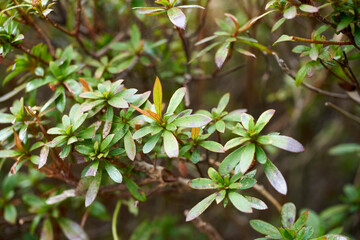 葉っぱ・植え込み・生垣・葉・マクロ