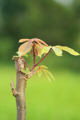 New shoots on a cassava tree trunk.