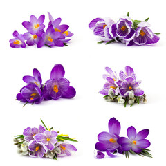 Fototapeta na wymiar crocus flower on white background - fresh spring flowers - collage