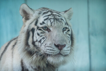 white tiger portrait in nature park