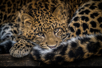 Fototapeta na wymiar Chinese leopard portrait in nature