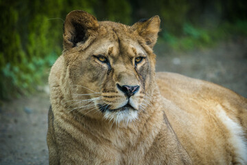 Obraz na płótnie Canvas lioness portrait from the zoo