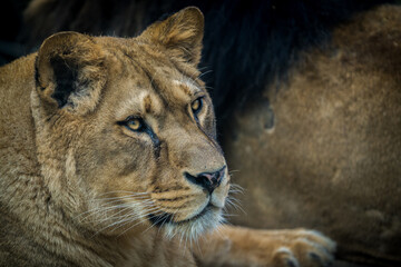 Fototapeta na wymiar lioness portrait from the zoo