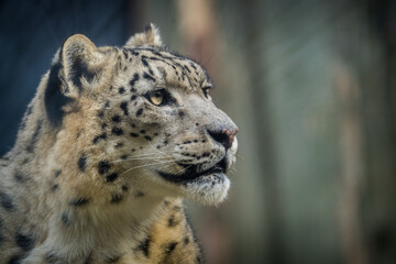 snow leopard portrait from the zoo