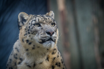 snow leopard portrait from the zoo