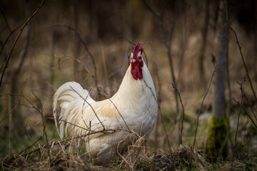 rooster bird in nature park