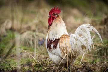 rooster bird in nature park